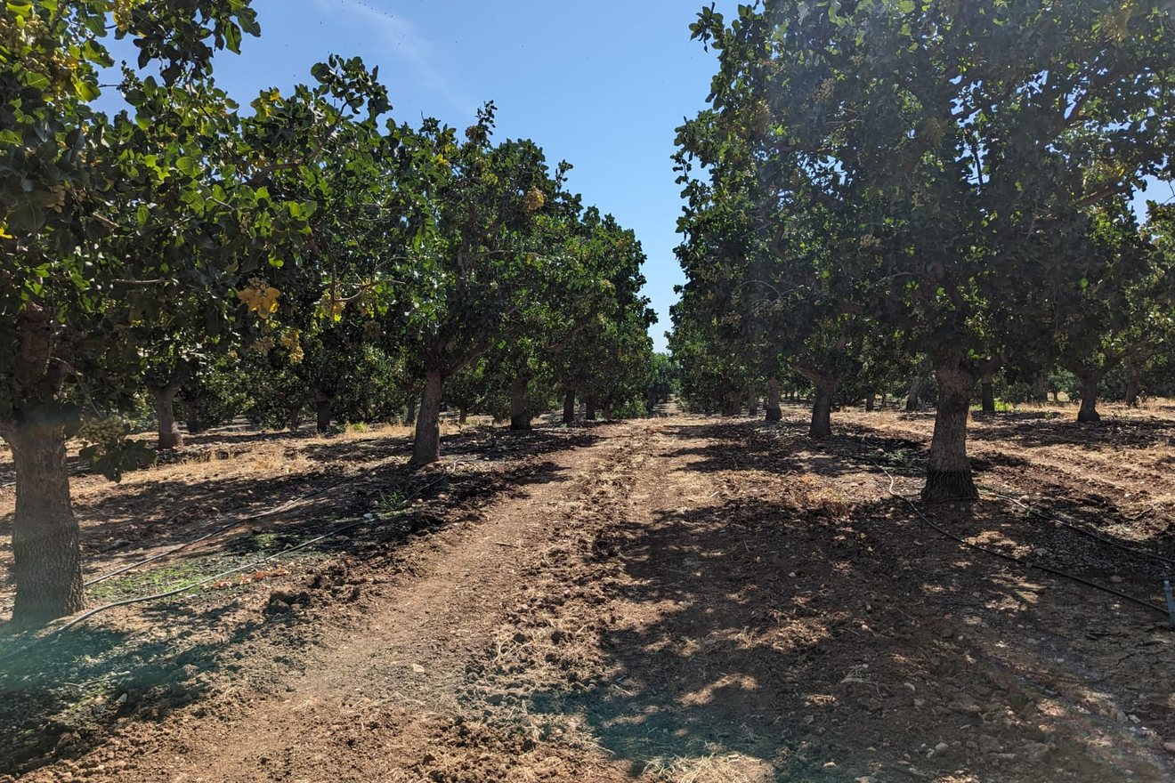 LeGrand Pistachio Farm
